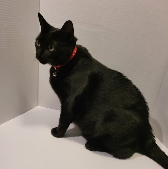 Meet your Posher, Olivia - Picture 1 of 1